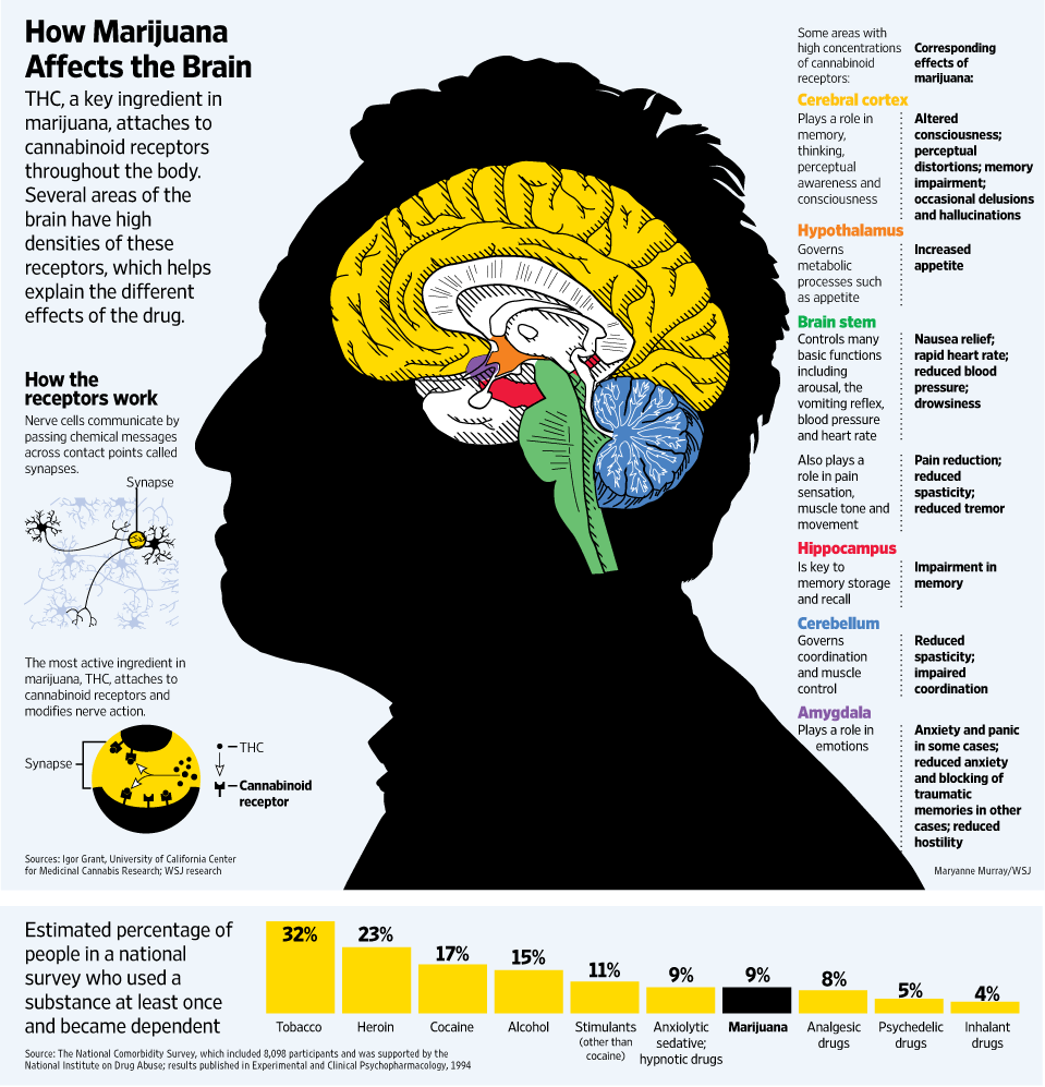 השפעת המריחואנה על המוח